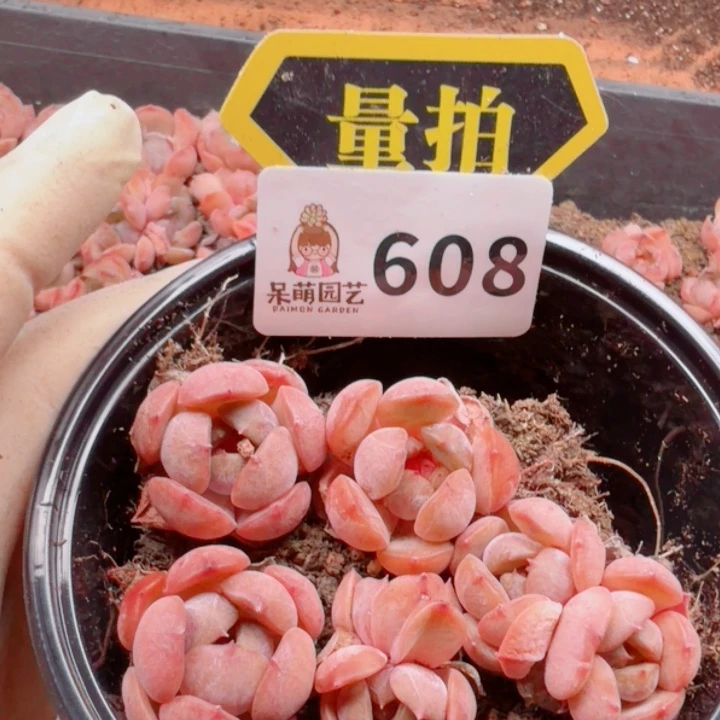 多肉植物多肉植物