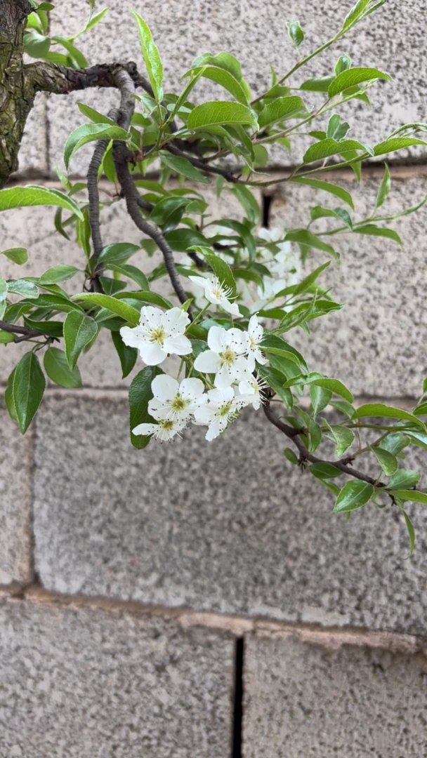 名景绿植园棠梨盆景素材观果类树种粗5-20cn高15-60cm