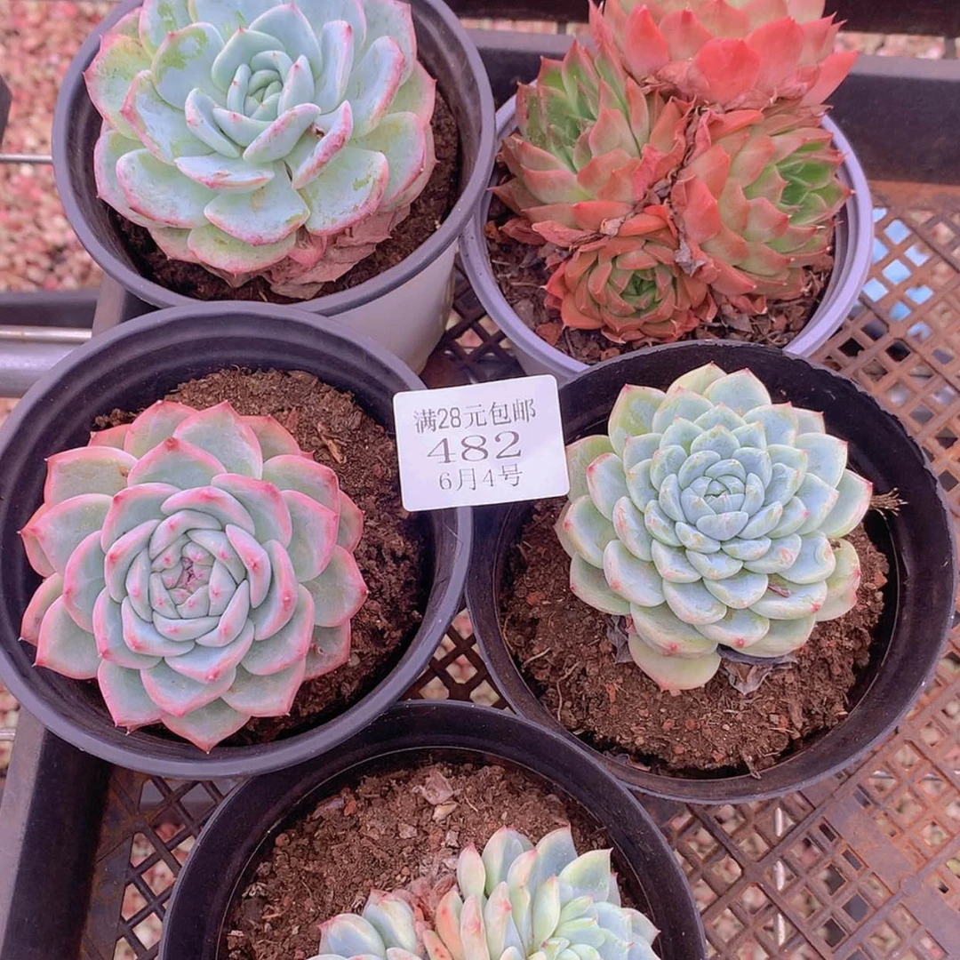 【闪购商品】云482号五颗