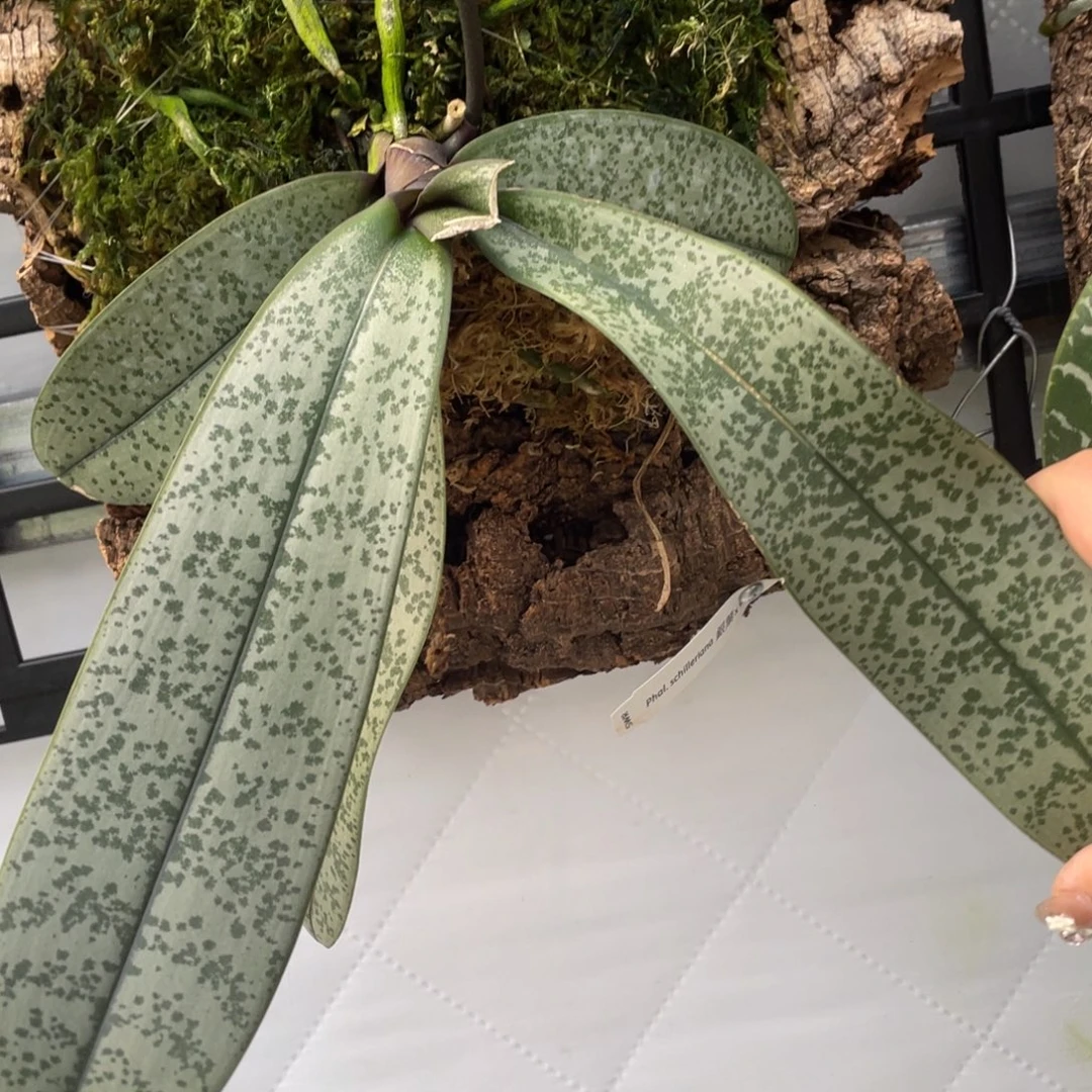 全部花苞swr银叶西，叶少损