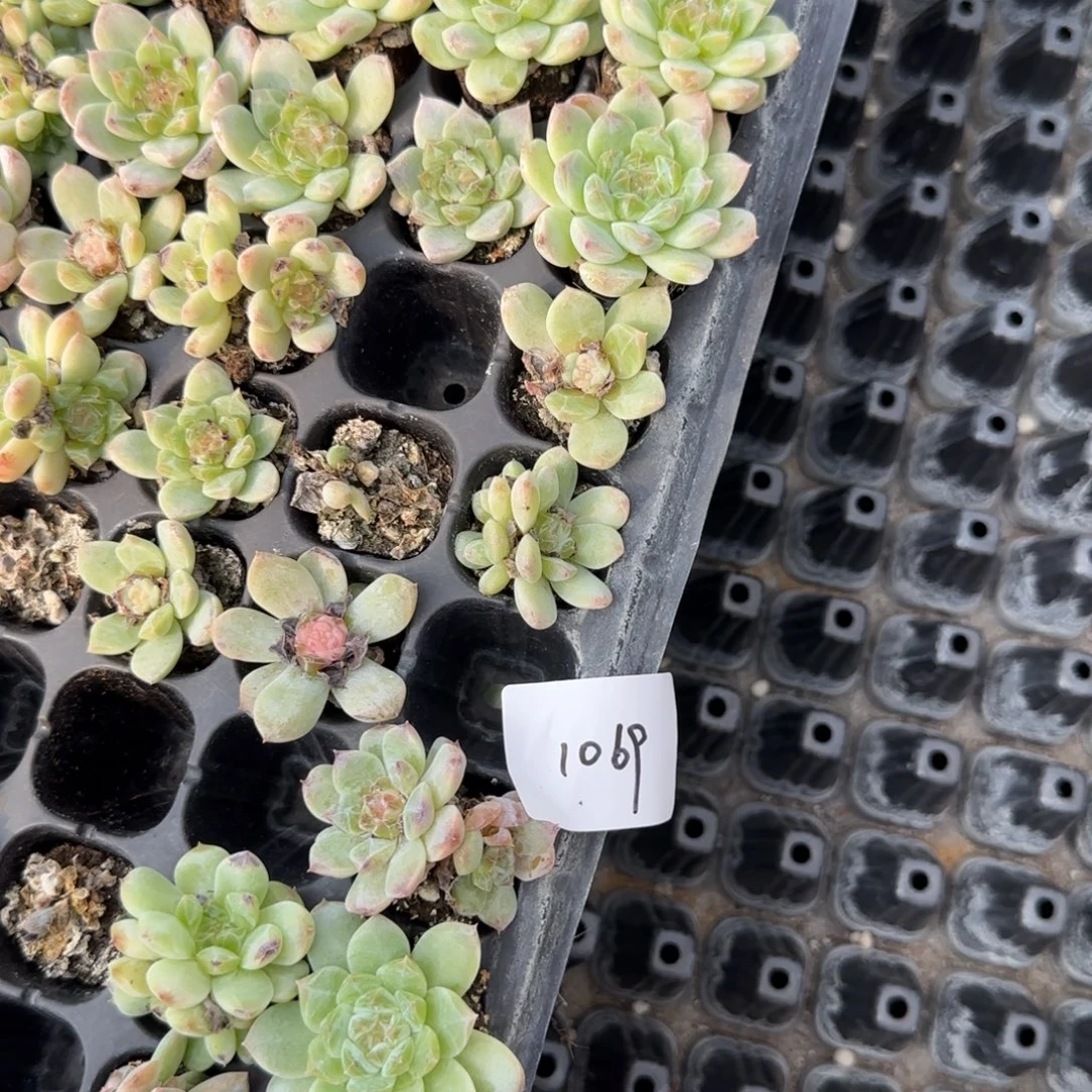 1069 号3半盘个满20包邮