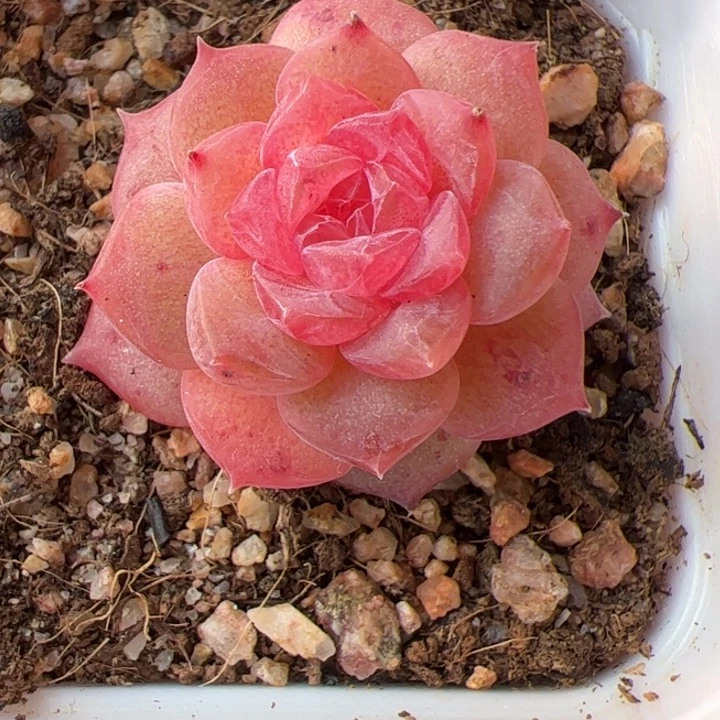 一物一拍，精品糖心，尺寸不大介意勿拍