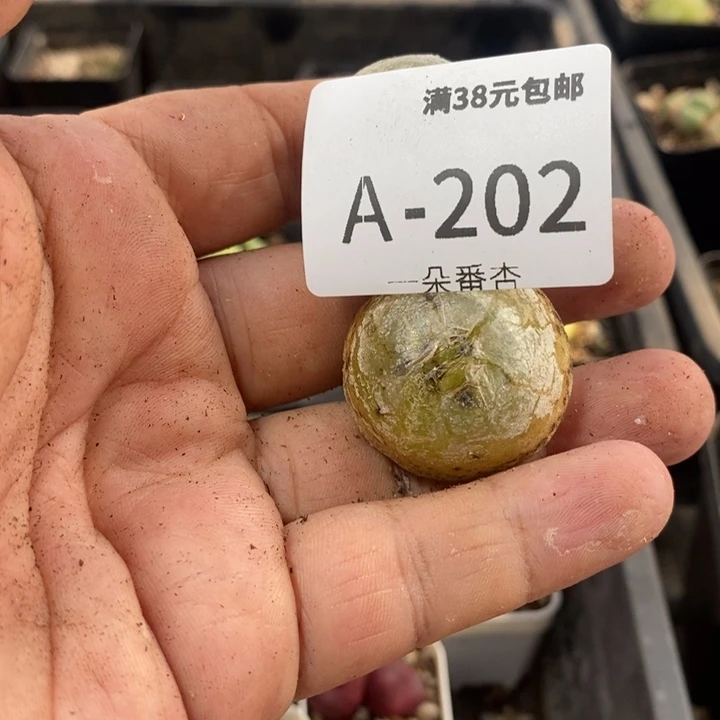 土**糕25656859858999689