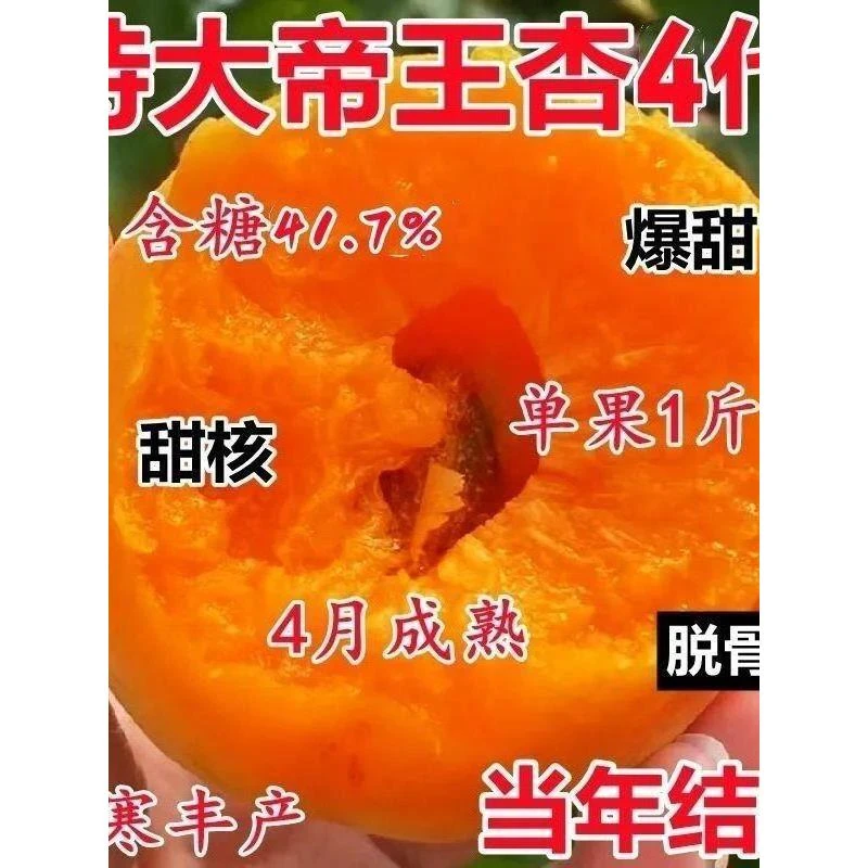 杏树苗特大帝王杏子树苗大果新鲜地栽耐寒耐旱南北方种植当甜