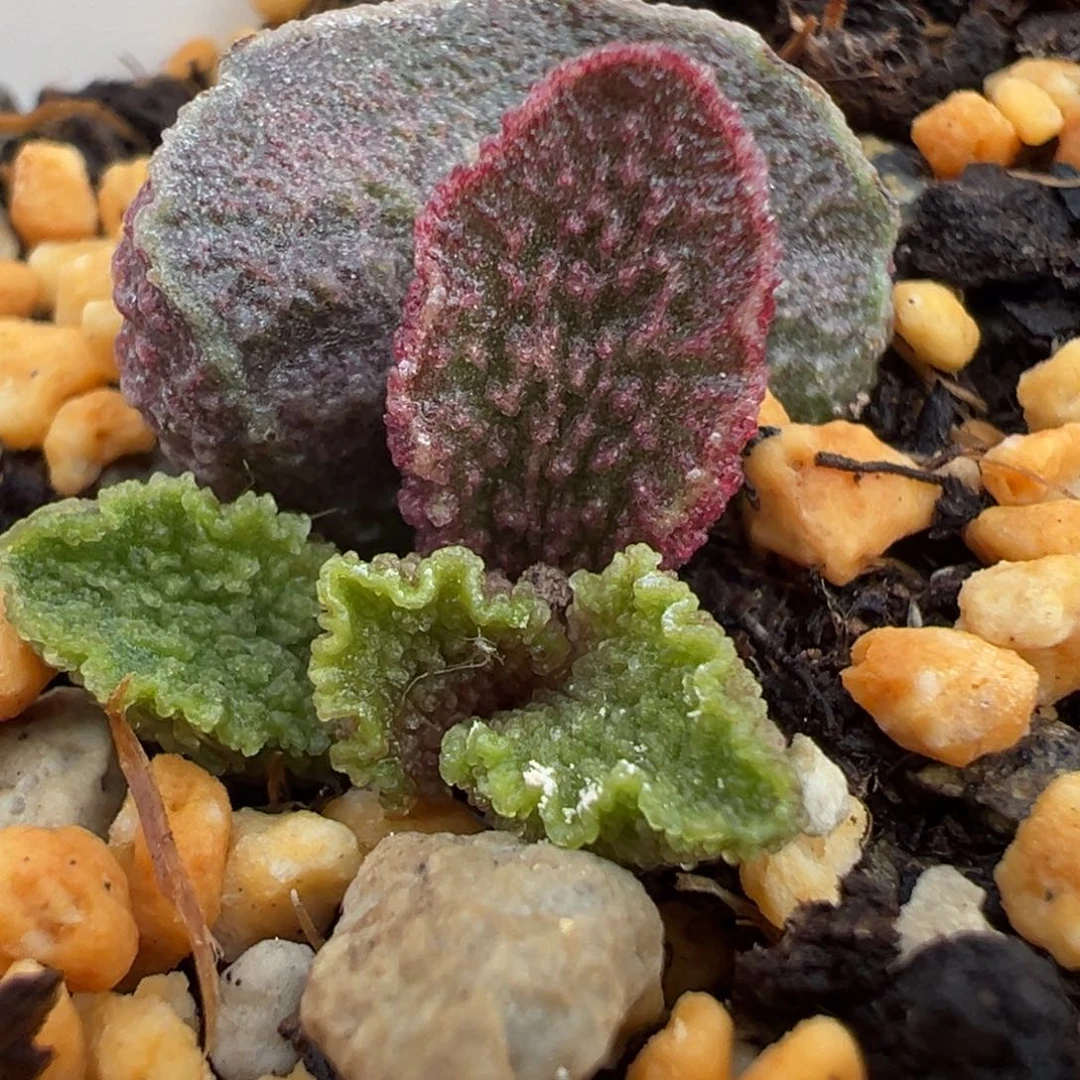 实生新品大苗多肉植物水泡