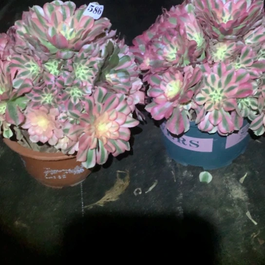 K****鼻多肉植物组合586