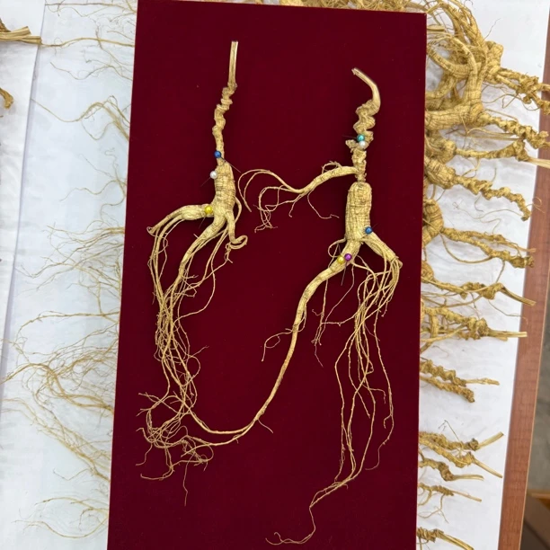 【高年份30➕】长白山林下参干参野山参生晒参泡水煲汤东北特产