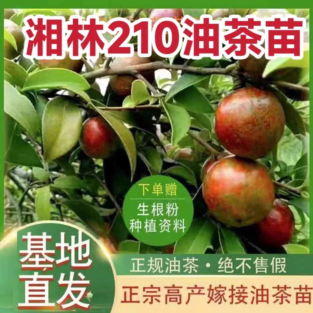 湘林210油茶苗50-70公分高产嫁接红皮中大果裸根苗现挖发货50棵
