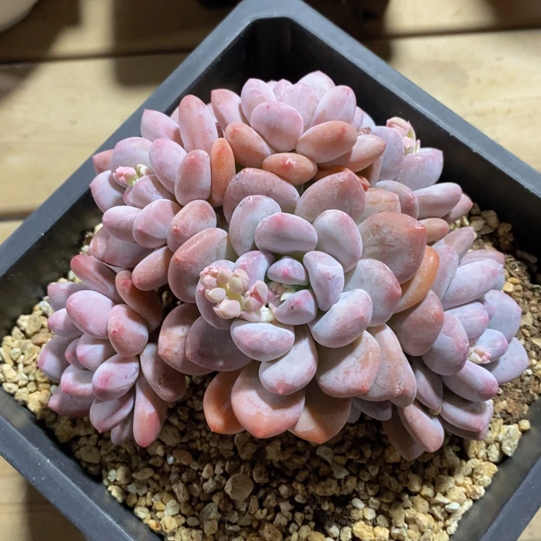 一物一拍精品多肉-45