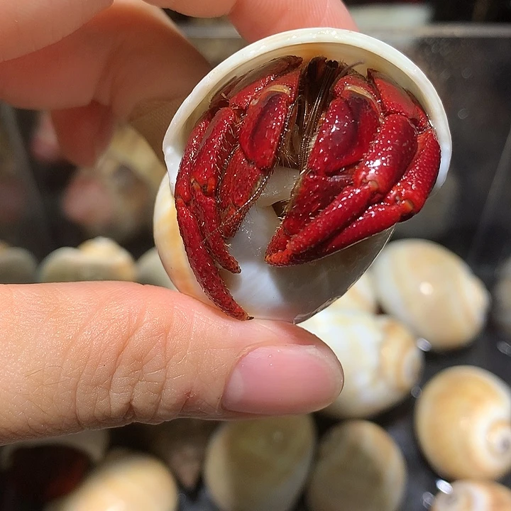 2.5口径奔跑家西非8号