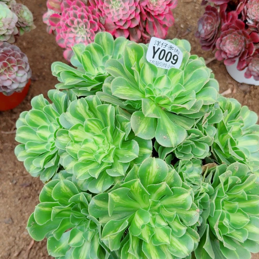 翡翠琉璃009尺寸30左右