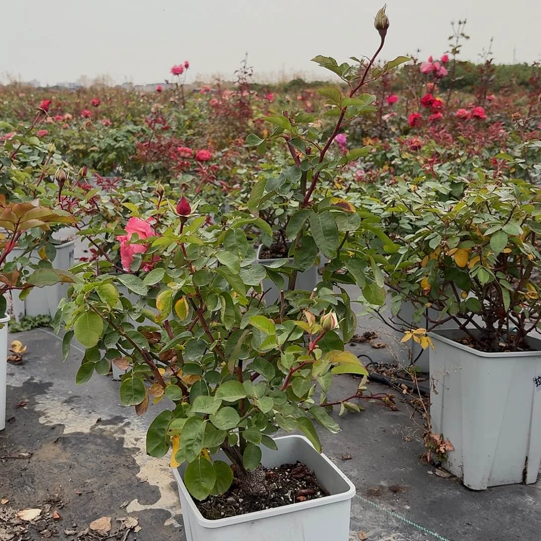 当前无花朵，栽培后可花朵965