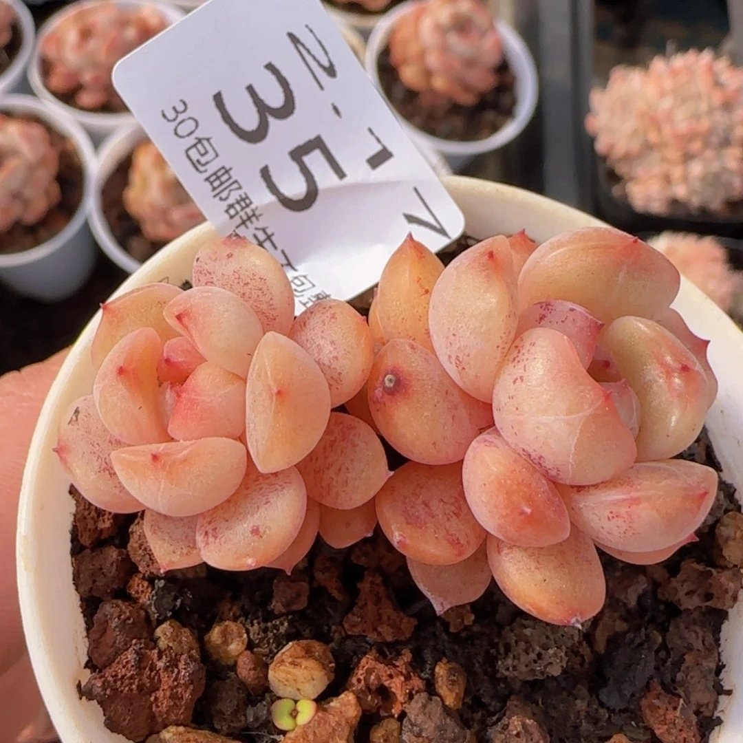 双头飘枝红色恋人一颗