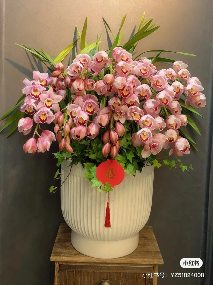 【福星拱兰】粉色大花蕙兰年宵花【已发货不退款完美主义者勿拍】