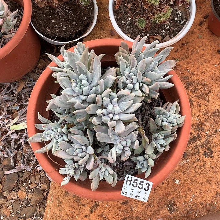 白雪公主石化  非偏远38包邮 节后发