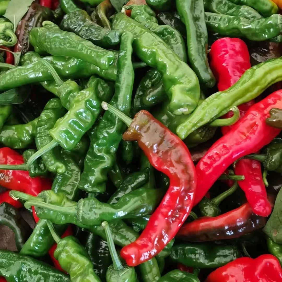 （顺丰包邮）特辣小皱皮辣椒青红紫辣椒混装农家自种现摘现发