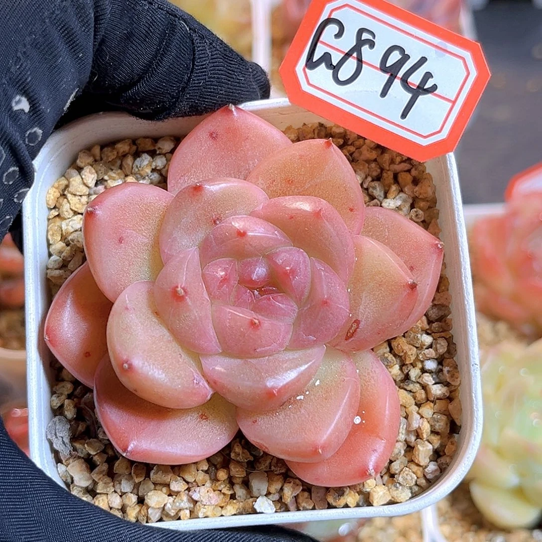 G894  新品珍妮多肉18包邮