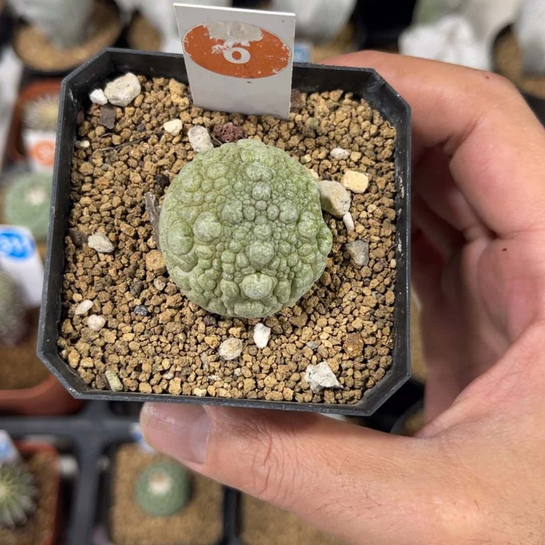 6实生凝蹄玉带盆带土