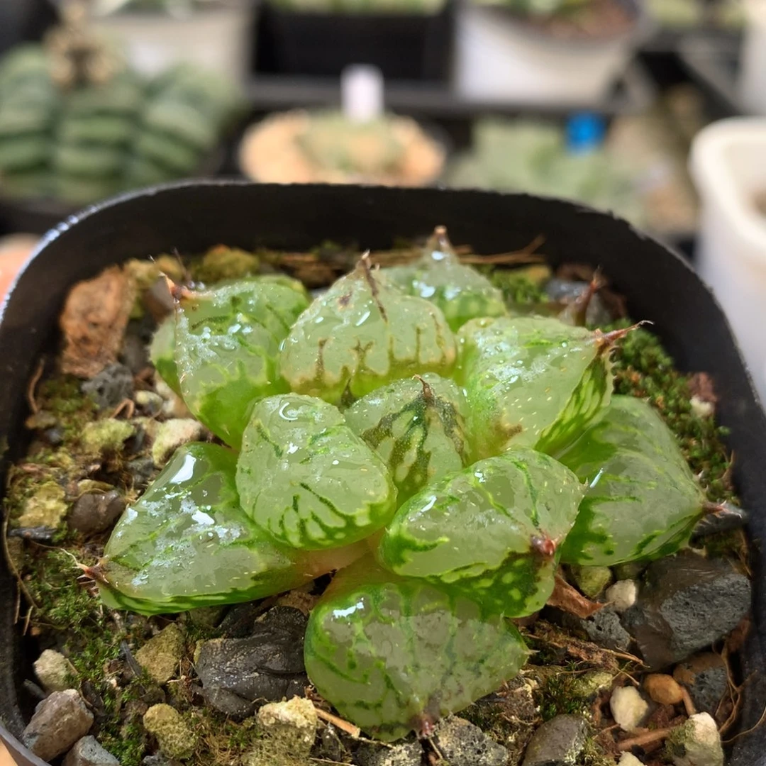 裹克，带盆土发货了