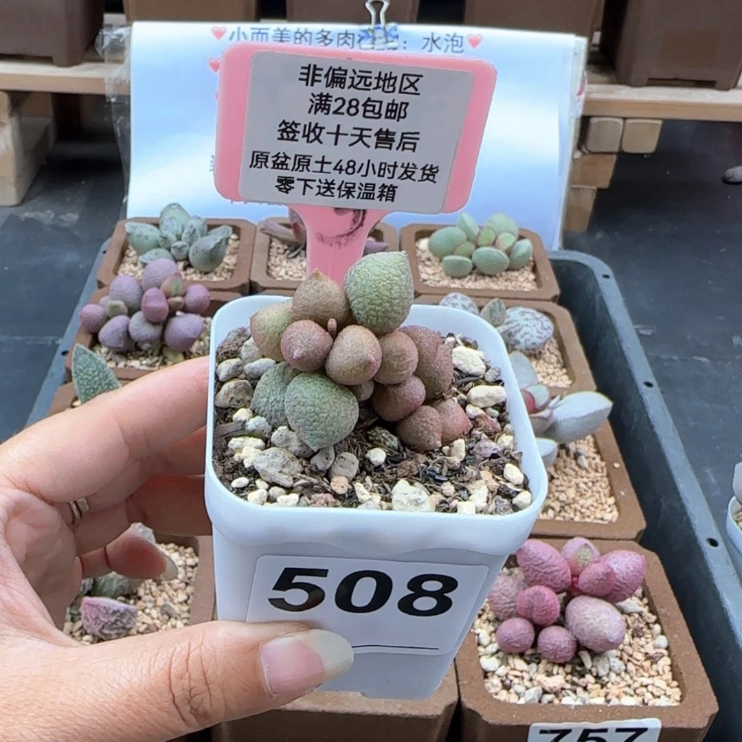 508小辣椒多肉植物