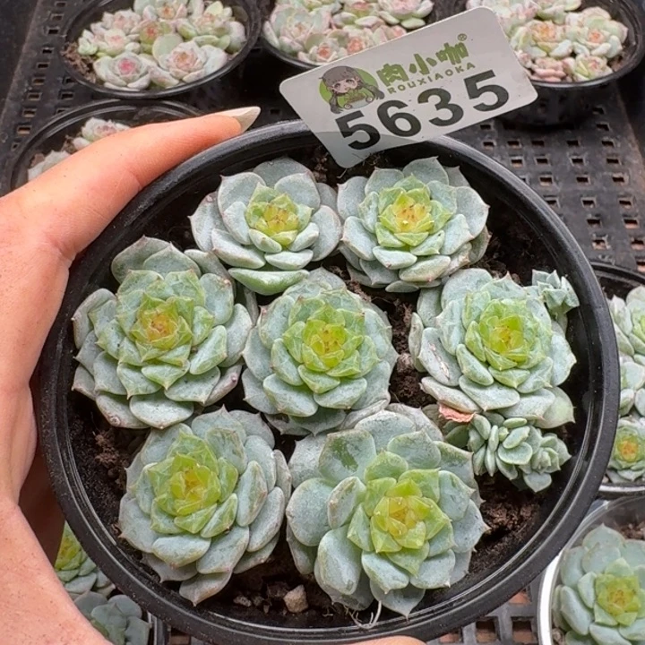多肉植物多肉植物