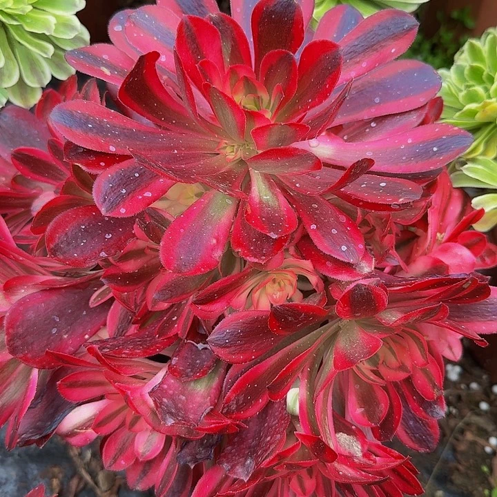 精品美杜莎开播福利