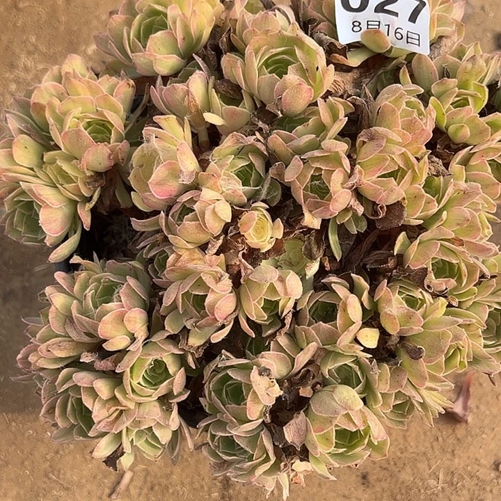 8.16.27清河多肉植物2