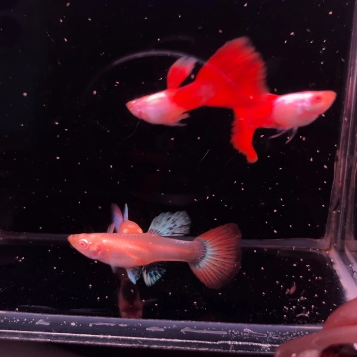 海水鱼埃尔银红尾2对