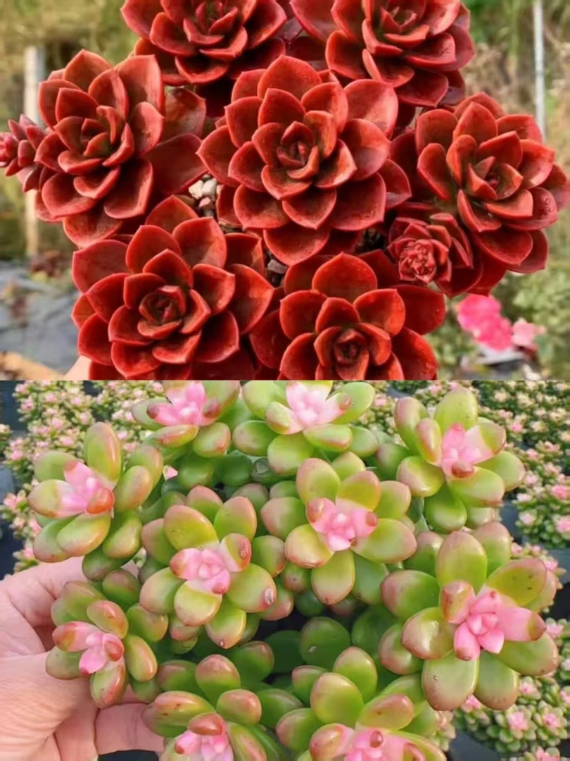 H红酒玫瑰+丸叶松绿锦  多肉植物 带盆带土载好种好 好养耐活