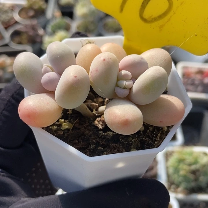 10奶酪多肉植物保护