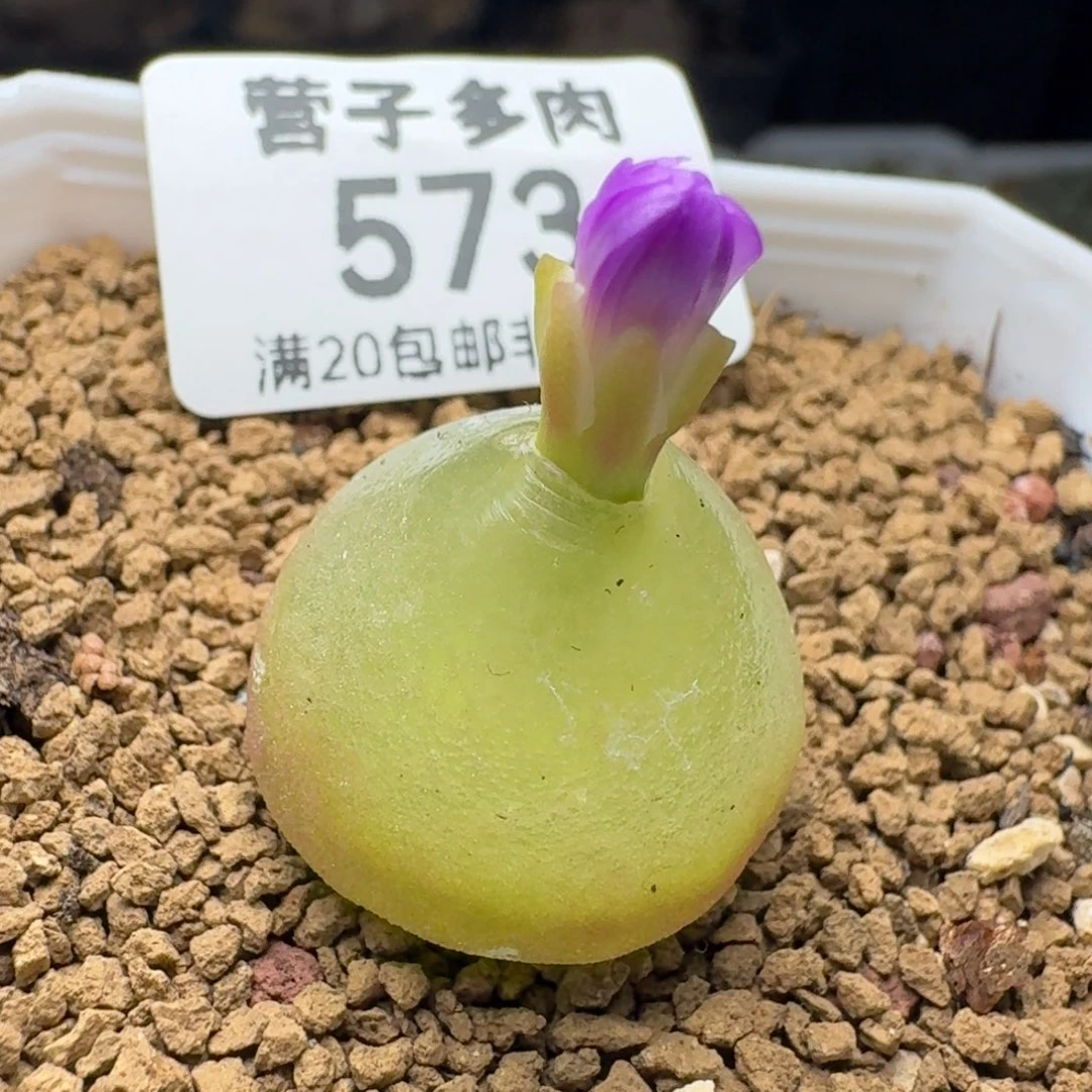 灯泡2.1带盆土