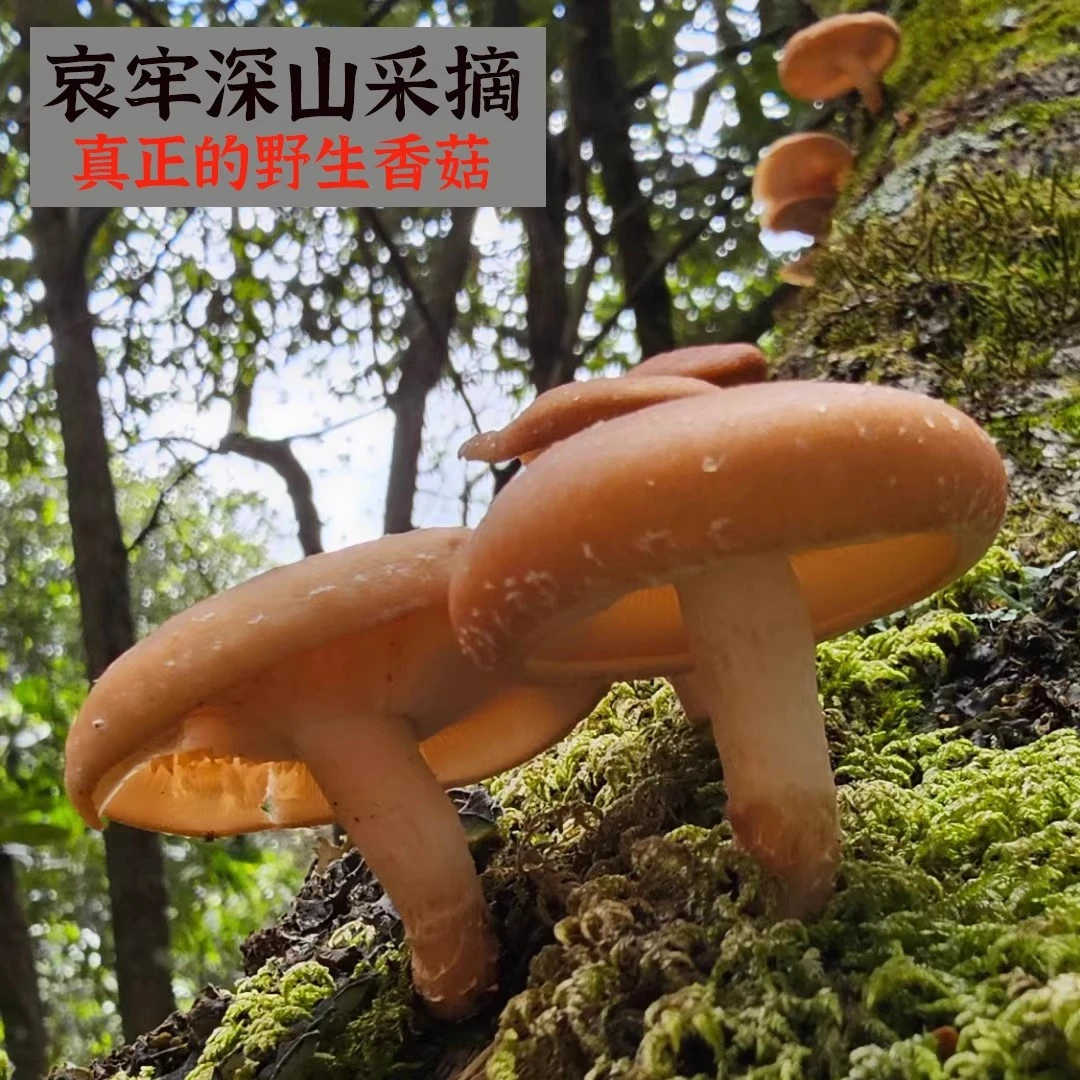 云南哀牢山纯野生小香菇产地直发食用菇鲜货现采现发煲汤食材500g
