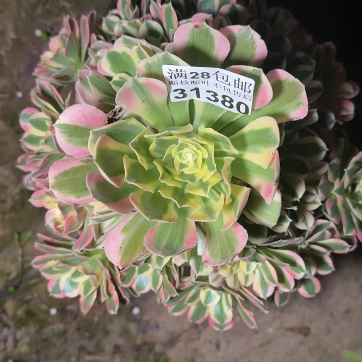 37380白凤多肉植物