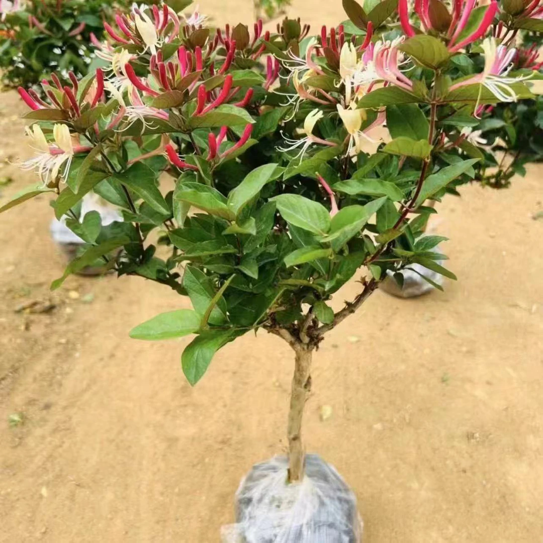 花园种植盆栽地栽花卉