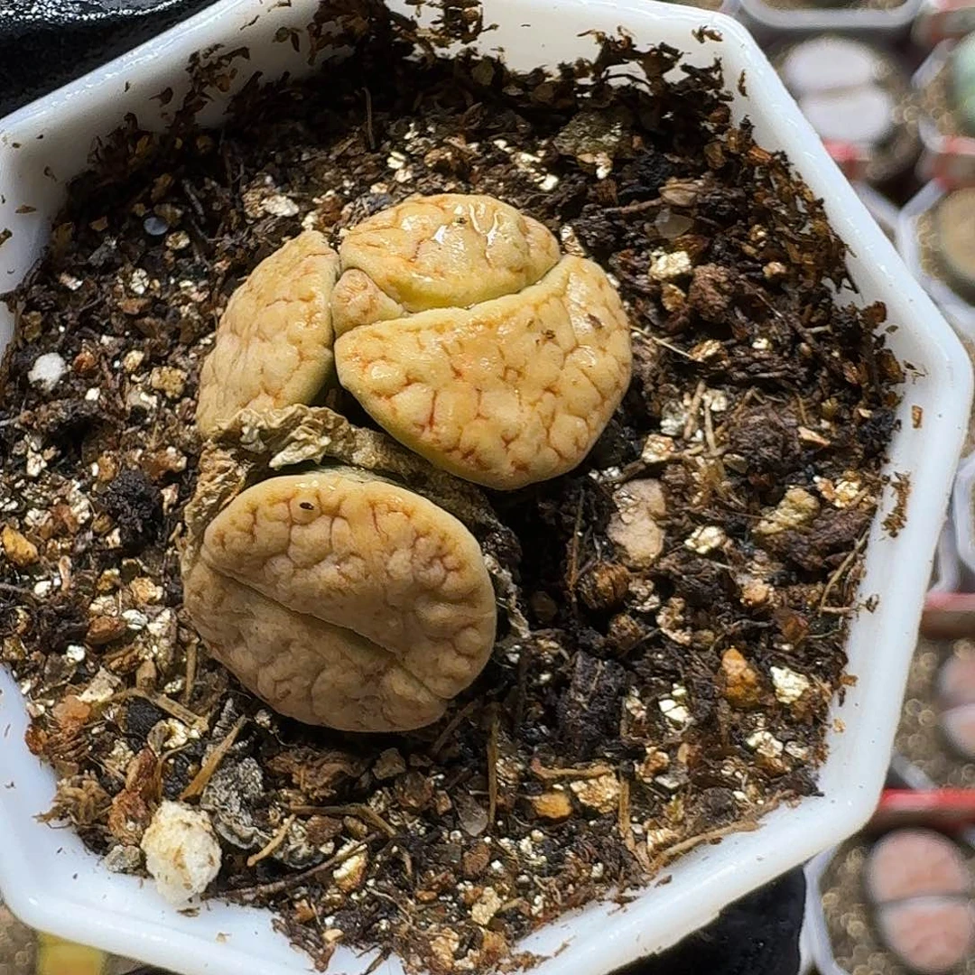 生石花33:：：。  157