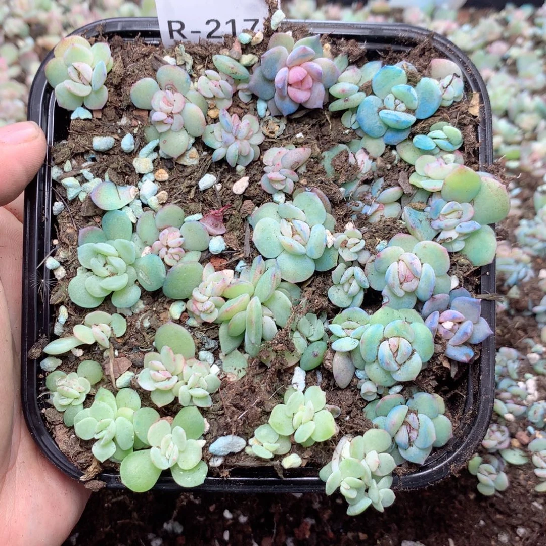 无花朵R217英语英语