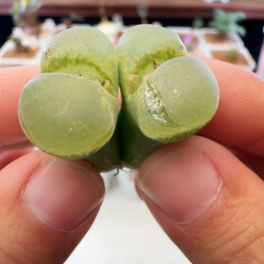 紫罗兰瑕疵福利介意慎拍355