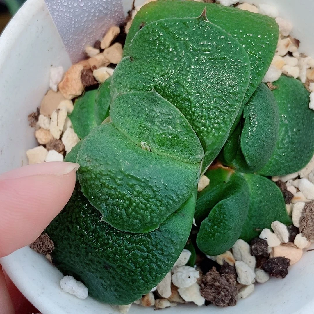 全部花苞707小墩子带盆发货