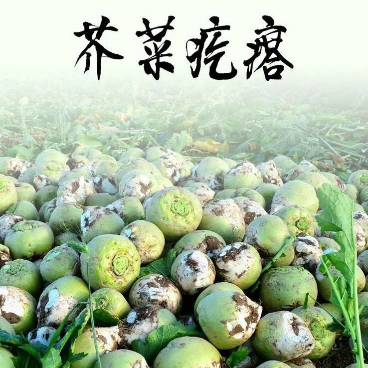 新鲜现挖芥菜疙瘩大头菜可腌咸菜丝农家美味蔬菜