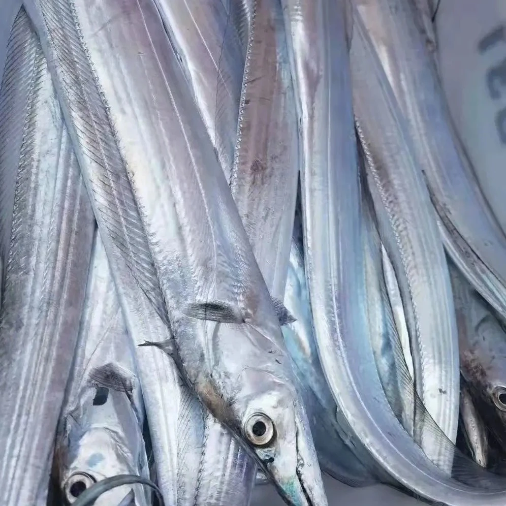 大号带鱼8-7两每条 发6条无冰衣无破肚油带鱼新鲜速冻山东发顺丰