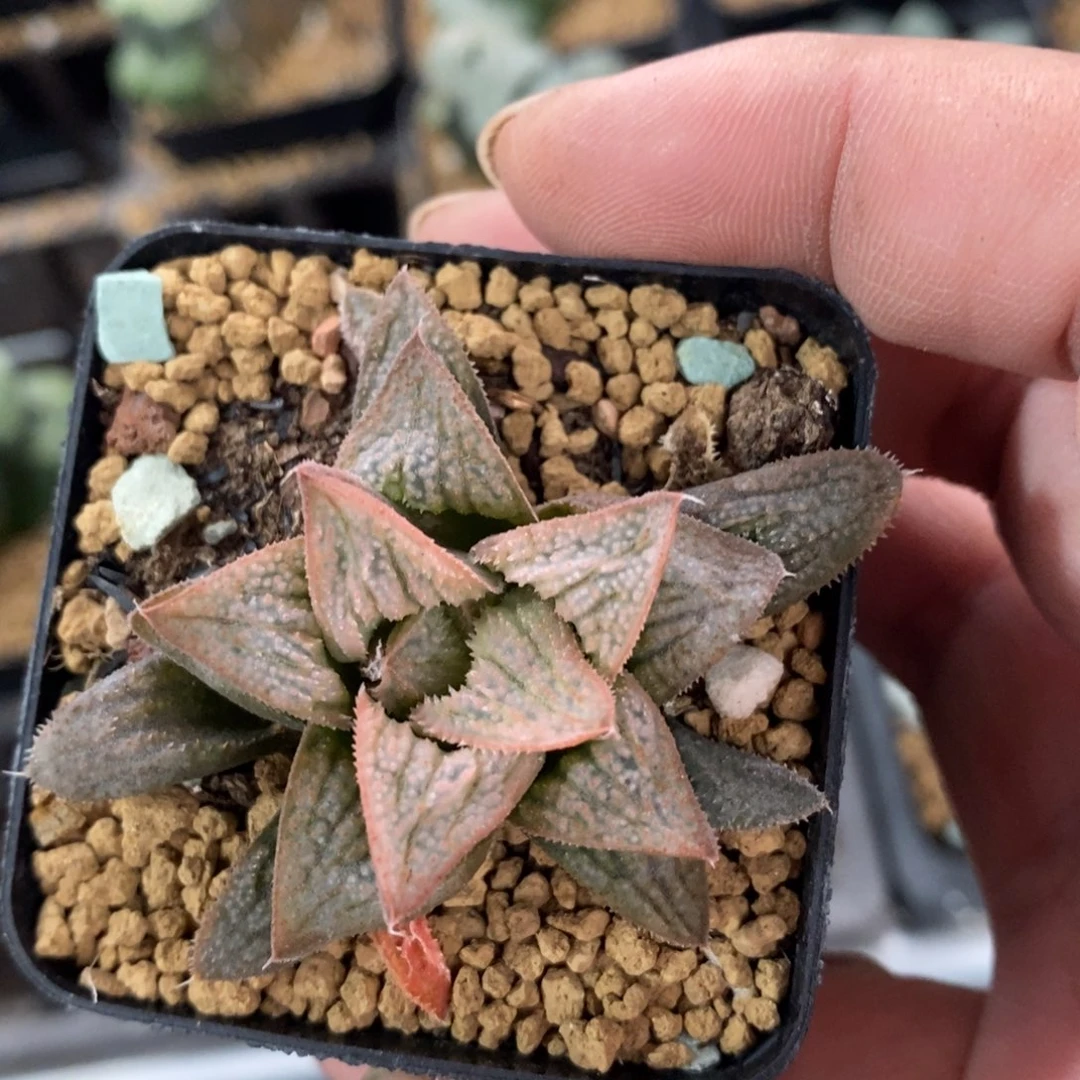 723 一颗实生粉莲 开播福利