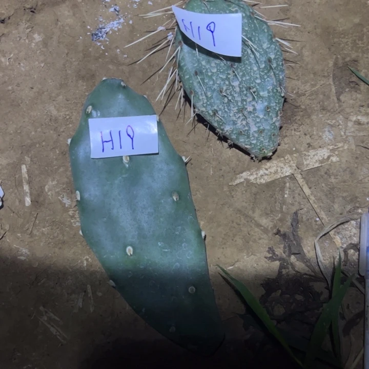 情***》H19两个仙人掌叶片20