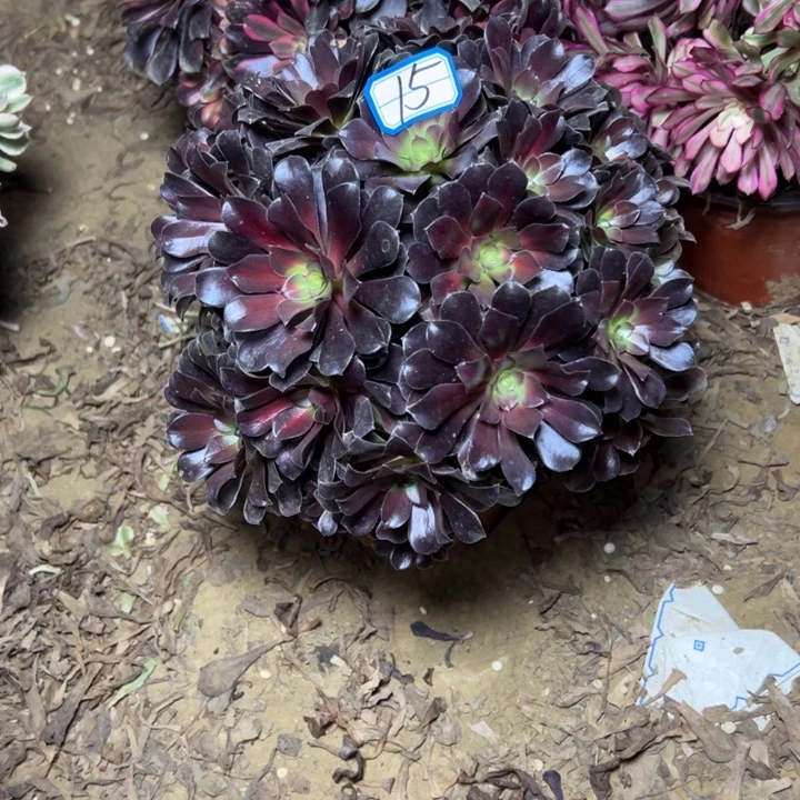 多肉植物花娜法师15