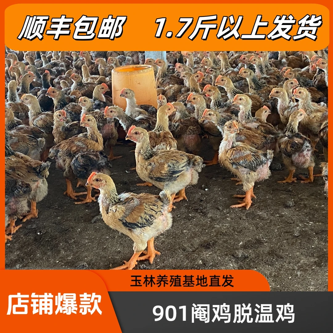 宠物鸡901手工阉鸡九斤红包邮到家