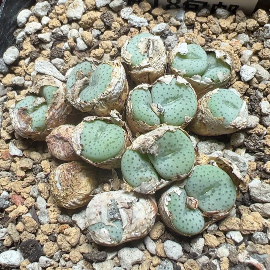 【闪购商品】 1040。