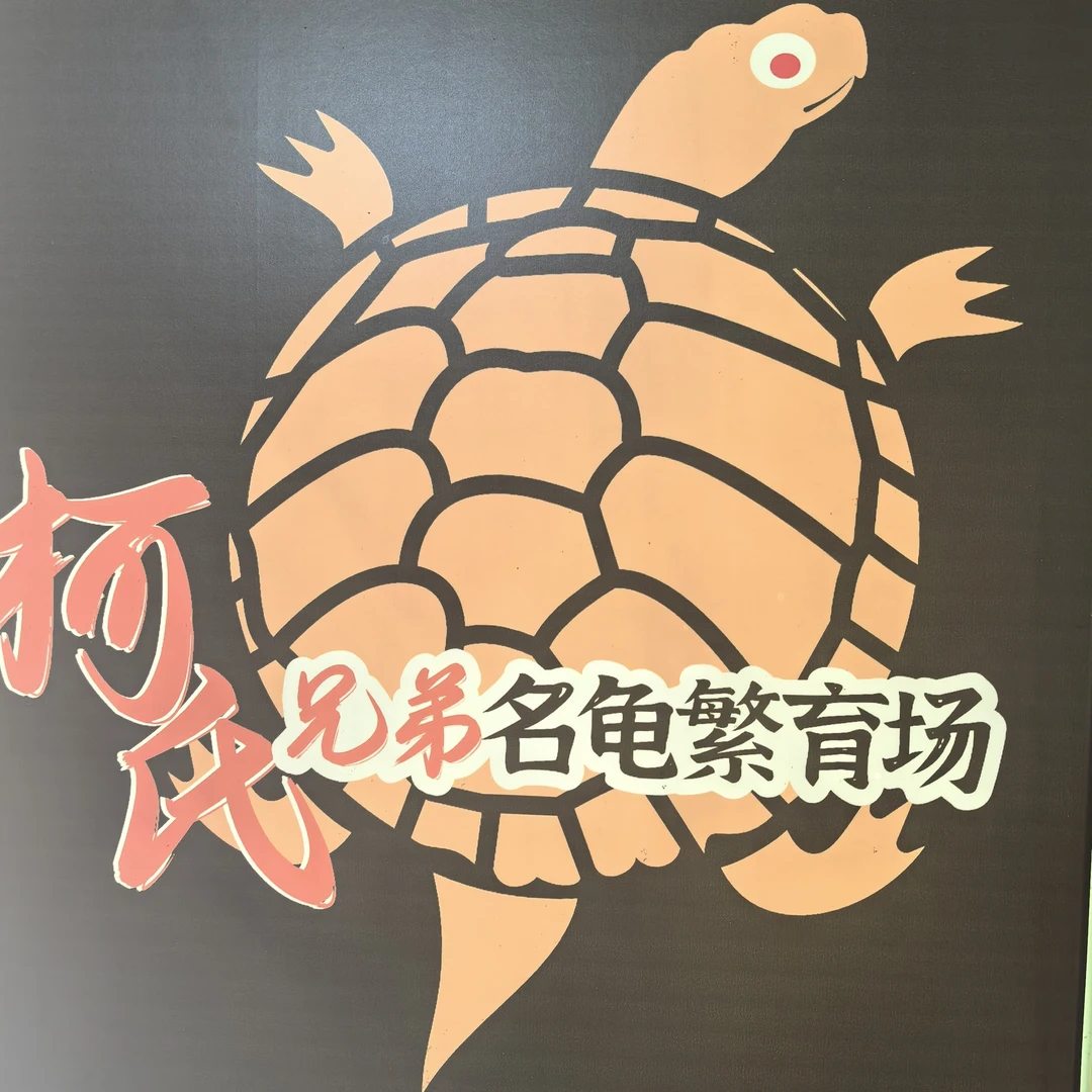 食素宠物龟龟人工繁育养殖每只8 - 9厘米2只