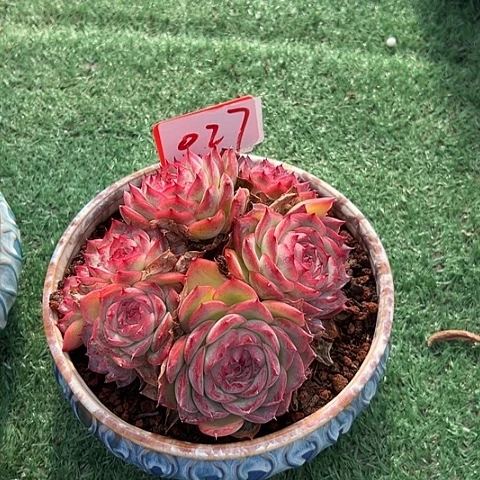 027粉水晶带盆一个多肉