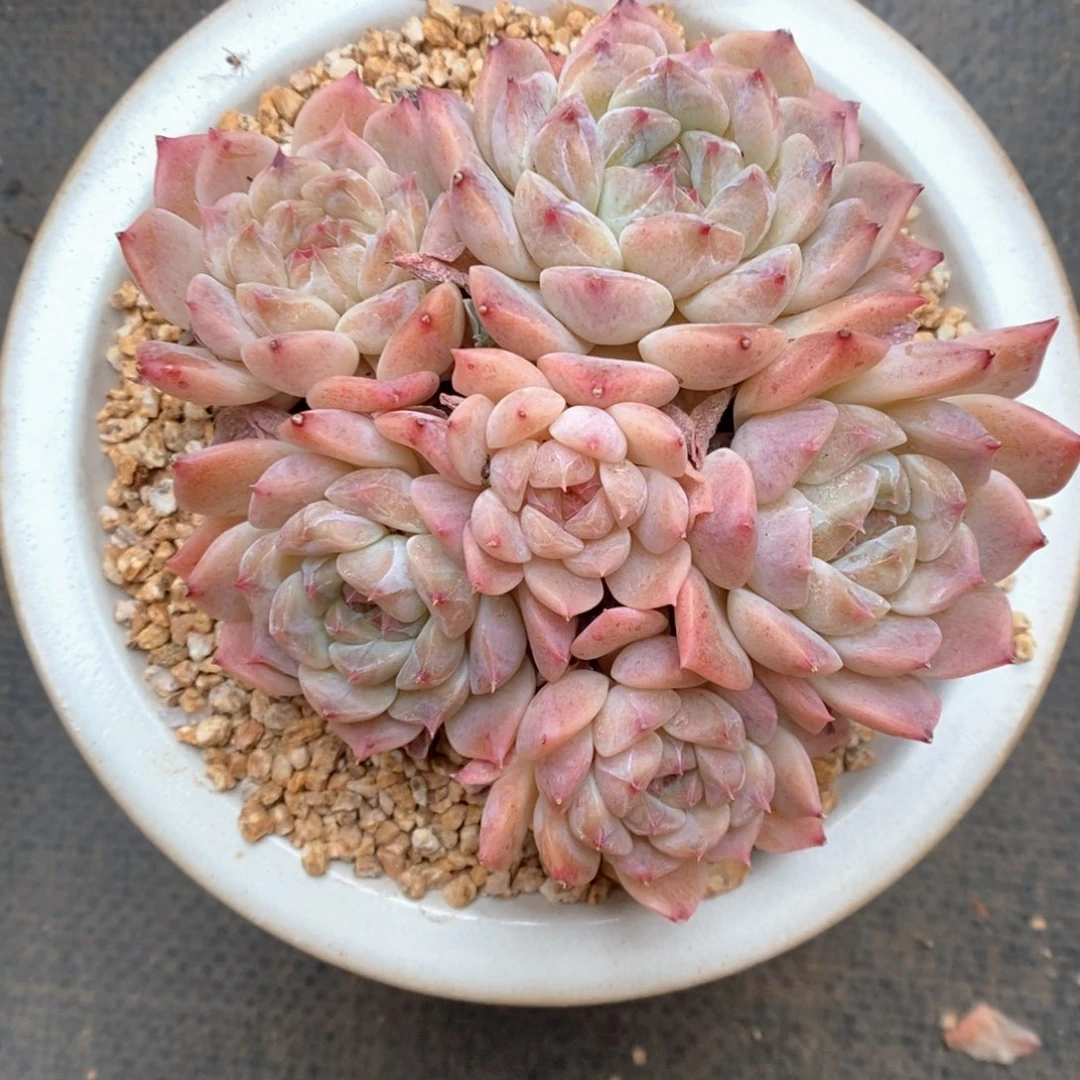 糖心粉魄可拍691号