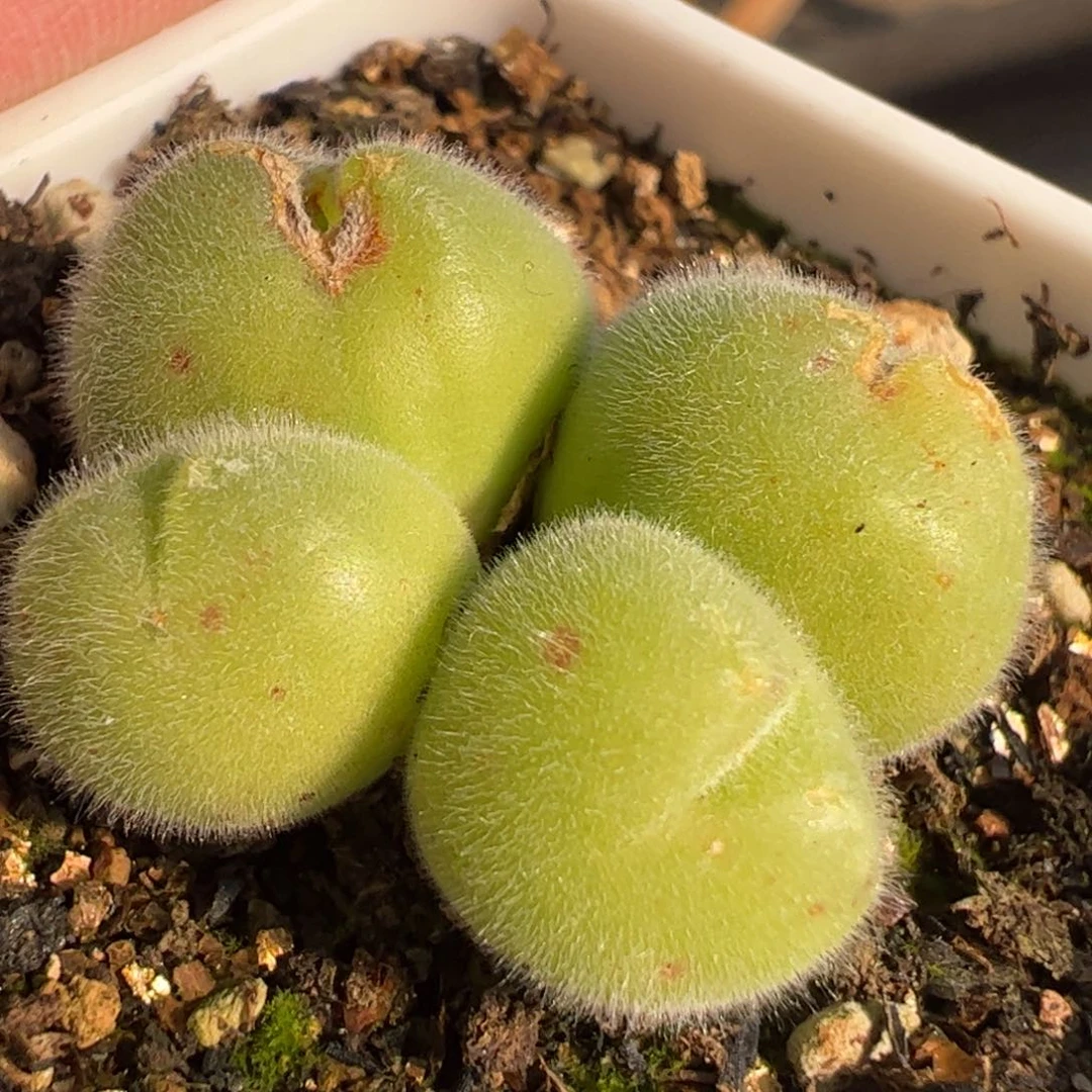 特价多肉植物百科1258