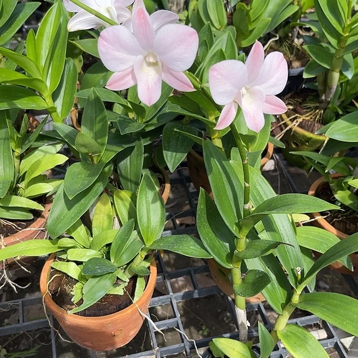 当前无花朵，栽培后可花朵红蜜桃470